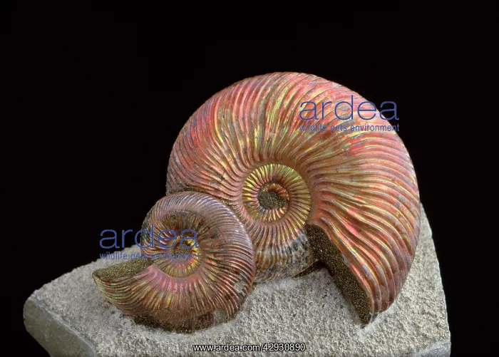 : Fossil - Ammonite : Fossil - Ammonite