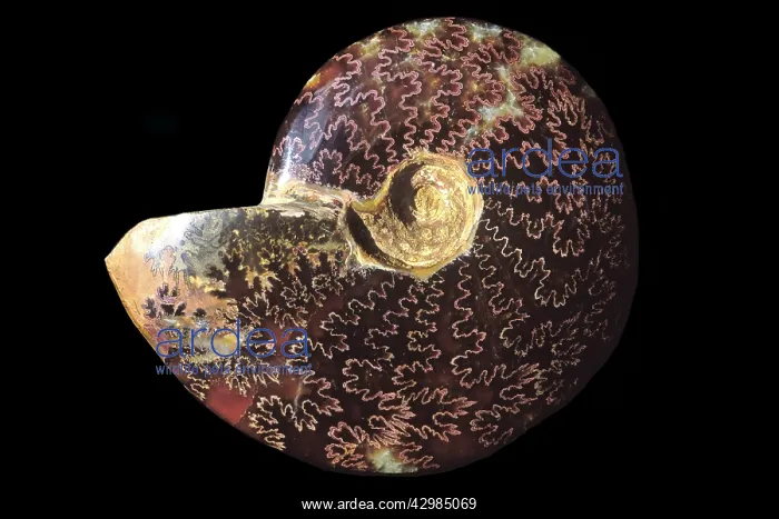 : Fossil: Ammonite : Fossil: Ammonite