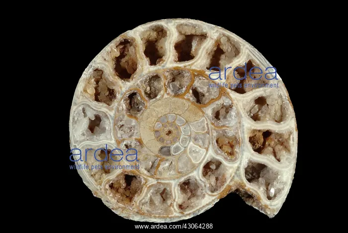 : Fossil Ammonite : Fossil Ammonite