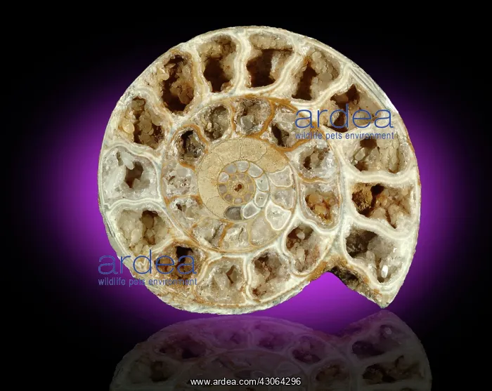 : Fossil Ammonite : Fossil Ammonite