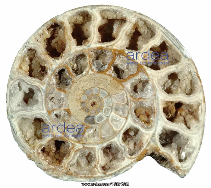  : Fossil Ammonite