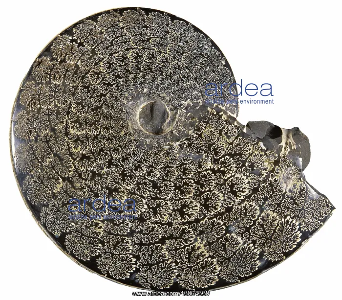 : Fossil Ammonite : Fossil Ammonite
