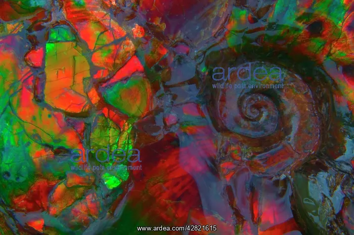 : Fossil - Ammonite. Bear's paw formation. 70 million : Fossil - Ammonite. Bear's paw formation. 70 million