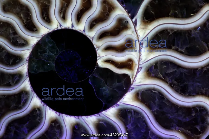 : Fossil ammonite- Cleoniceras spp. -Upper Early Cretaceous : Fossil ammonite- Cleoniceras spp. -Upper Early Cretaceous