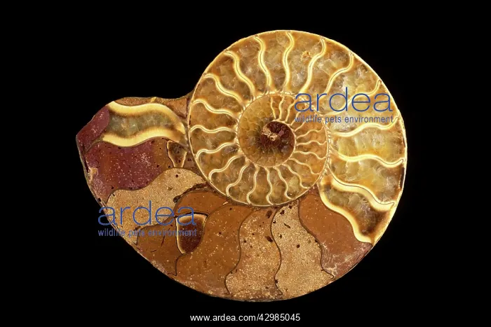 : Fossil: Ammonite (cross section) - Name: Perisphinctes : Fossil: Ammonite (cross section) - Name: Perisphinctes