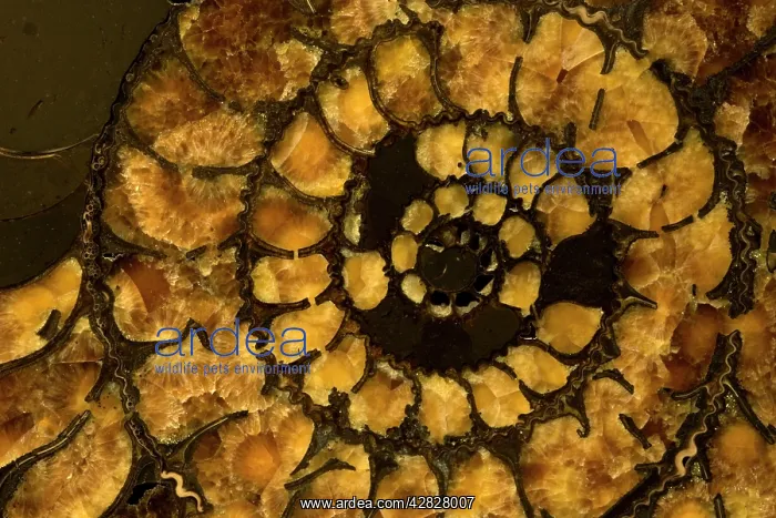 : Fossil Ammonite Cross section (Speetoniceras) : Fossil Ammonite Cross section (Speetoniceras)