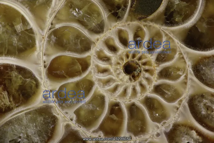 : Fossil ammonite- Desmoceras spp. -Upper Early Cretaceous : Fossil ammonite- Desmoceras spp. -Upper Early Cretaceous