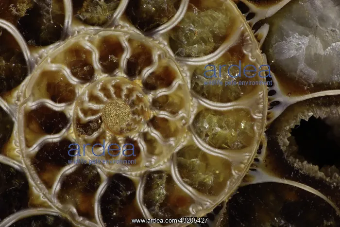 : Fossil ammonite- Desmoceras spp. -Upper Early Cretaceous : Fossil ammonite- Desmoceras spp. -Upper Early Cretaceous