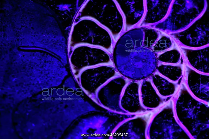 : Fossil ammonite- Desmoceras spp. -Upper Early Cretaceous : Fossil ammonite- Desmoceras spp. -Upper Early Cretaceous