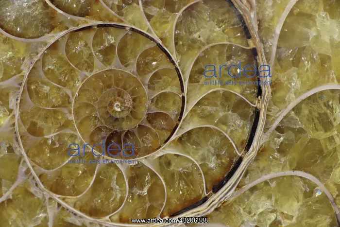 : Fossil ammonite- Desmoceras spp. -Upper Early Cretaceous : Fossil ammonite- Desmoceras spp. -Upper Early Cretaceous