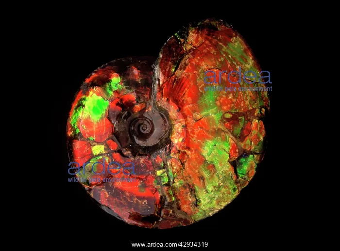 : Fossil: Ammonite Placenticeras, Bear Paw Formation : Fossil: Ammonite Placenticeras, Bear Paw Formation