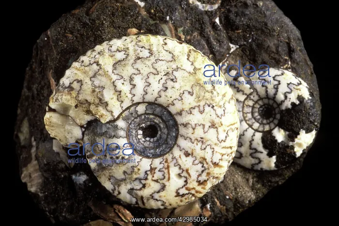 : Fossil - Ammonite - Scientific name - Craspedites : Fossil - Ammonite - Scientific name - Craspedites