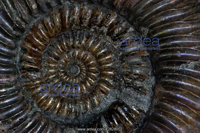  : Fossil Ammonite (Speetoniceras)