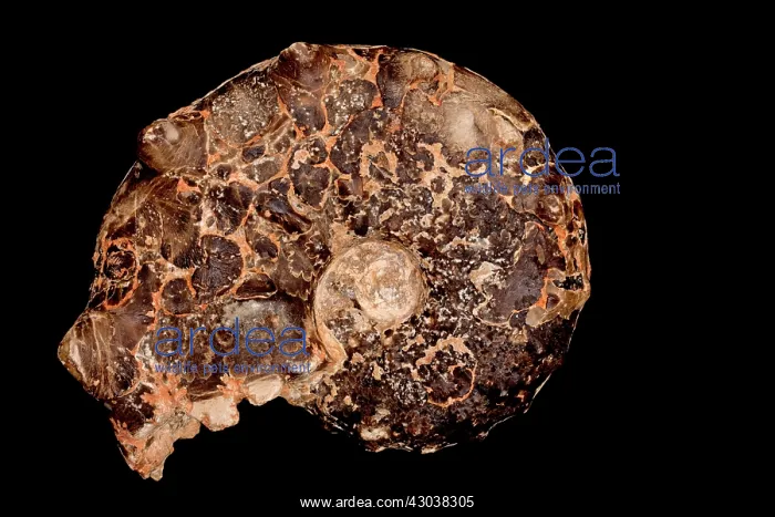 : Fossil Ammonite Surriceras Cretaceous : Fossil Ammonite Surriceras Cretaceous