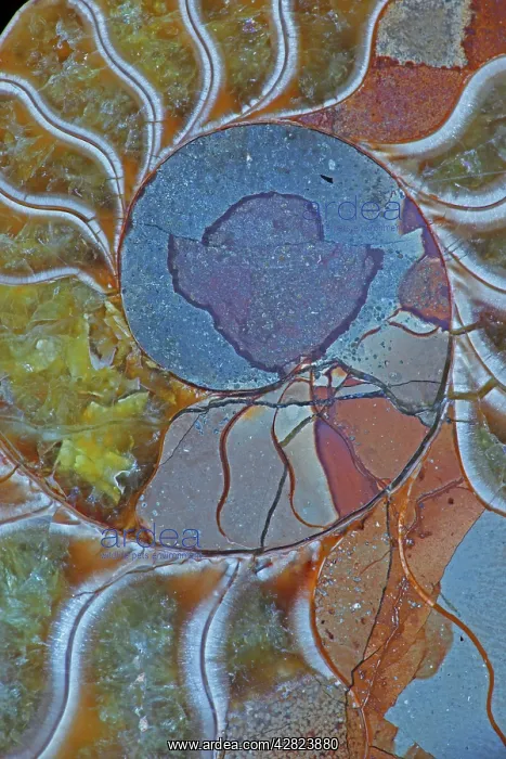 : Fossil Ammonite - Upper Early Cretaceous : Fossil Ammonite - Upper Early Cretaceous