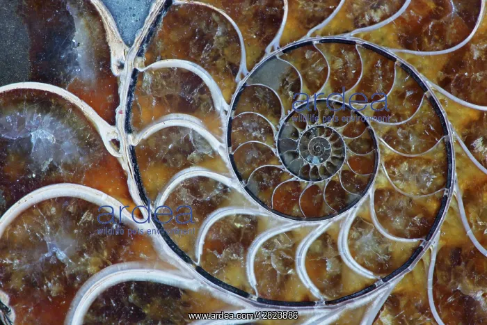 : Fossil Ammonite - Upper Early Cretaceous : Fossil Ammonite - Upper Early Cretaceous