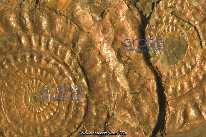 : Fossil ammonites - Lower Jurassic : Fossil ammonites - Lower Jurassic