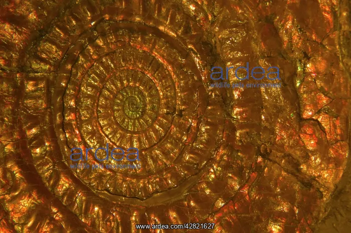  : Fossil - Ammonites. Lower Jurassic