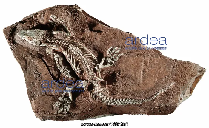 : Fossil Amphibian : Fossil Amphibian