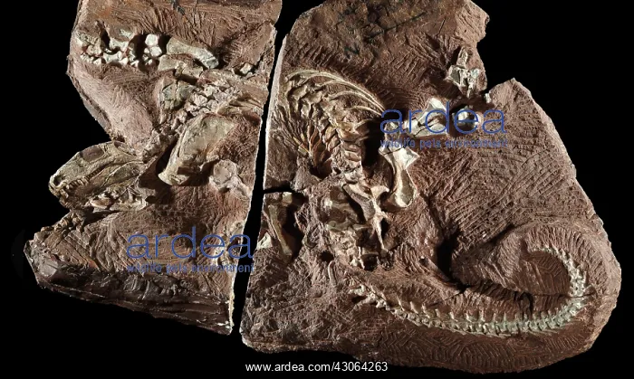 : Fossil Amphibian : Fossil Amphibian