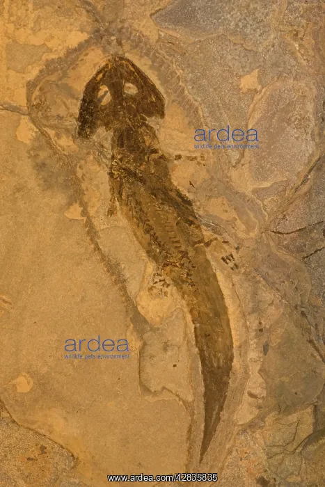 : Fossil Amphibian - Actinodon : Fossil Amphibian - Actinodon