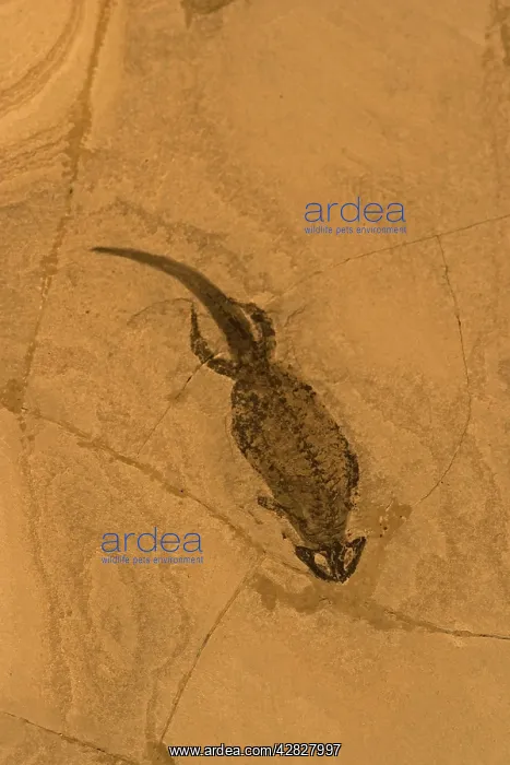 : Fossil Amphibian (Branchiosaurus) : Fossil Amphibian (Branchiosaurus)