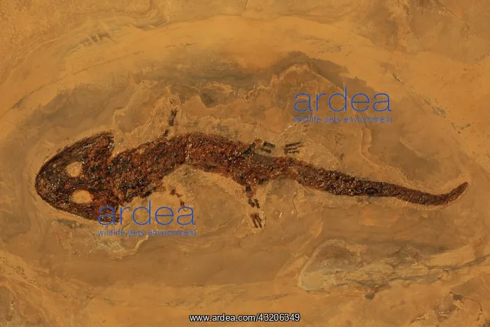 : Fossil Amphibian (Sclerocephaleus hauseri) - Germany : Fossil Amphibian (Sclerocephaleus hauseri) - Germany