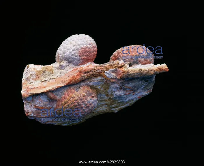 : FOSSIL- Araucaria Cone : FOSSIL- Araucaria Cone