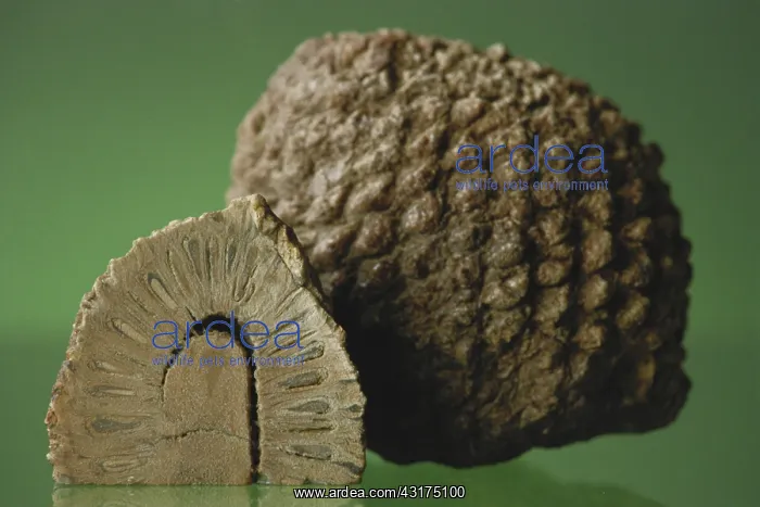 : Fossil Araucaria Cone : Fossil Araucaria Cone