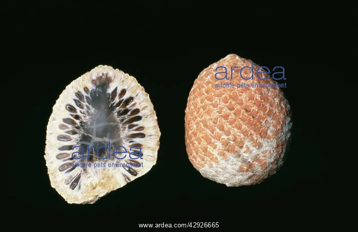 : Fossil - Araucaria Cones, cross section & full cone : Fossil - Araucaria Cones, cross section & full cone