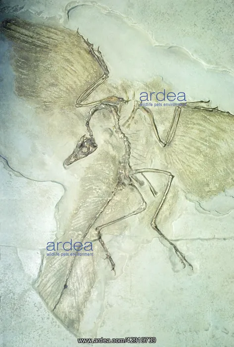 : Fossil - Archaeopteryx : Fossil - Archaeopteryx