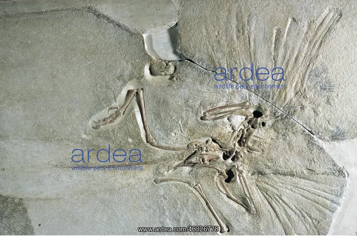 : FOSSIL - ARCHAEOPTERYX : FOSSIL - ARCHAEOPTERYX