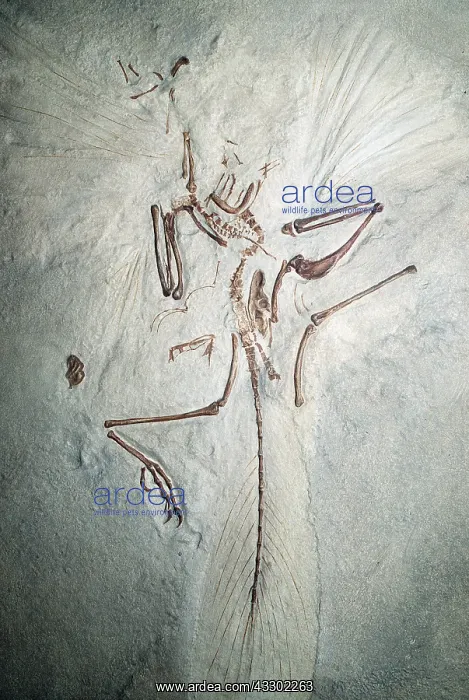 : FOSSIL - ARCHAEOPTERYX IN STONE : FOSSIL - ARCHAEOPTERYX IN STONE