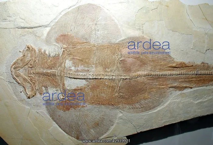 : Fossil Banjo Ray. Jura, Germany. Jurassic : Fossil Banjo Ray. Jura, Germany. Jurassic