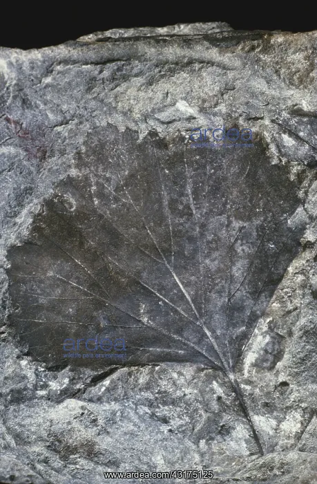 : Fossil Beech Leaf : Fossil Beech Leaf