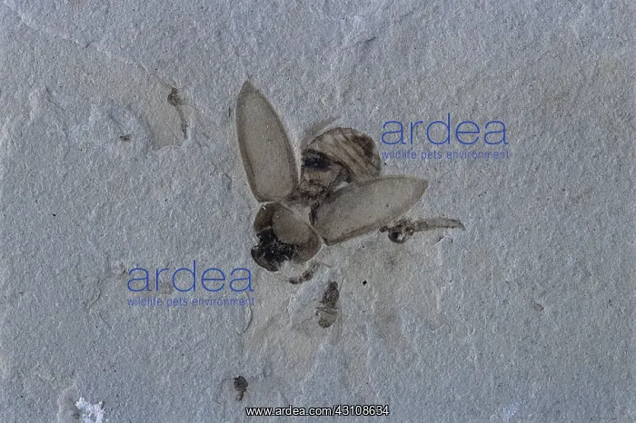  : Fossil Beetle
