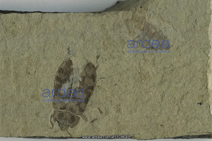 : Fossil Beetle : Fossil Beetle