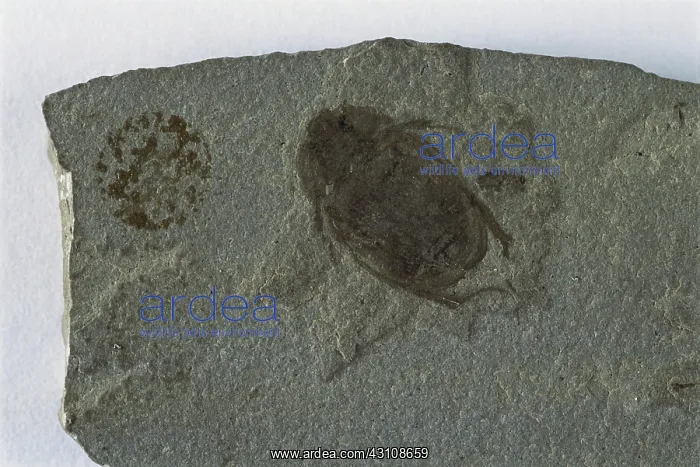 : Fossil Beetle : Fossil Beetle