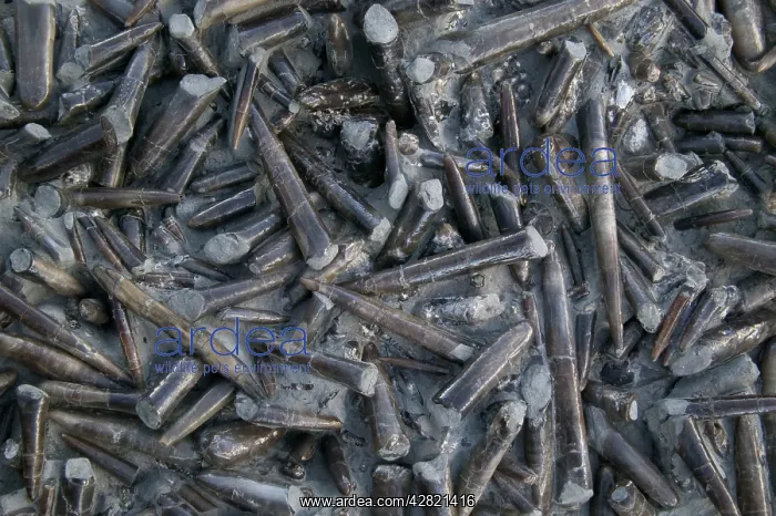 : Fossil Belemnites. Jurassic : Fossil Belemnites. Jurassic