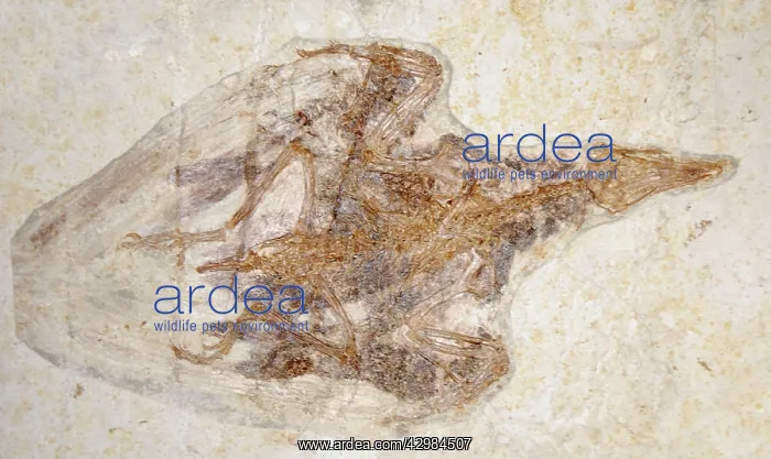 : Fossil Bird : Fossil Bird