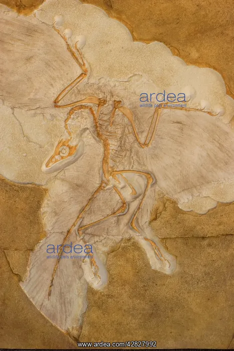 : Fossil Bird Archaeopteryx Cast - Original specimen : Fossil Bird Archaeopteryx Cast - Original specimen