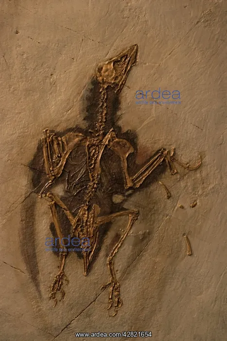 : Fossil Bird Cast : Fossil Bird Cast