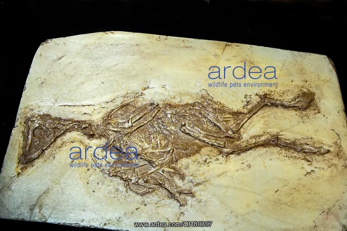  : Fossil Bird Confuciusornis Sanctus