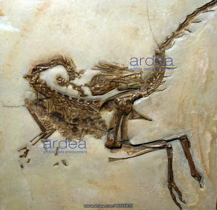 : Fossil Bird - like Dinosaur from the Jura : Fossil Bird - like Dinosaur from the Jura