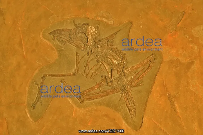 : Fossil - Bird - Unknown species. Eocene : Fossil - Bird - Unknown species. Eocene