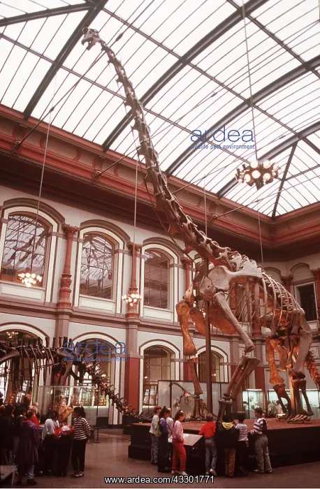 : FOSSIL - BRACHIOSAURUS SKELETON : FOSSIL - BRACHIOSAURUS SKELETON
