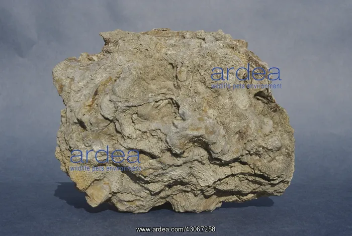 : Fossil Bryozoan : Fossil Bryozoan