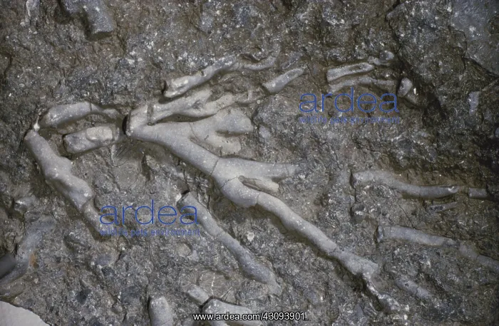 : Fossil Bryozoan : Fossil Bryozoan