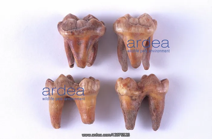 : Fossil Cave Bear Teeth : Fossil Cave Bear Teeth