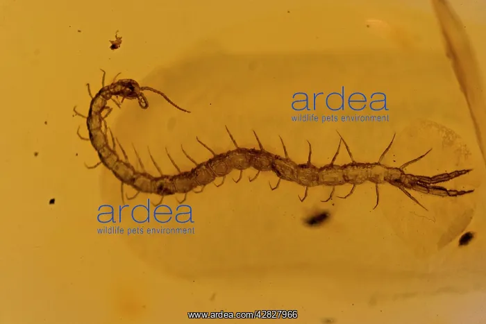 : Fossil Centipede in Amber - Dominican Republlic : Fossil Centipede in Amber - Dominican Republlic